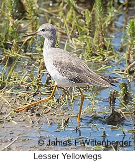 Lesser Yellowlegs - © James F Wittenberger and Exotic Birding LLC