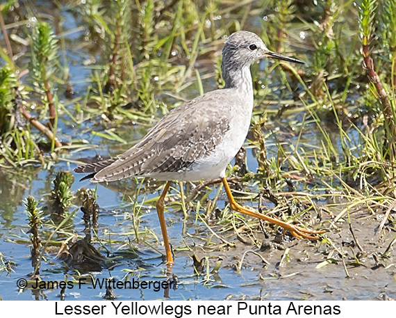 Lesser Yellowlegs - © James F Wittenberger and Exotic Birding LLC