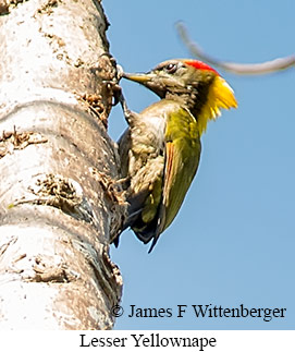 Lesser Yellownape - © James F Wittenberger and Exotic Birding LLC