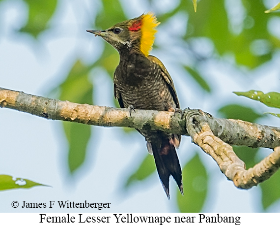 Female Lesser Yellownape - © James F Wittenberger and Exotic Birding LLC
