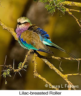 Lilac-breasted Roller - © Laura L Fellows and Exotic Birding LLC