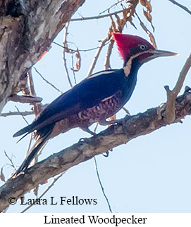 Lineated Woodpecker - © Laura L Fellows and Exotic Birding LLC
