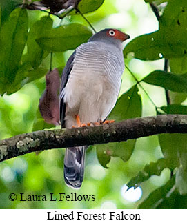 Lined Forest-Falcon - © Laura L Fellows and Exotic Birding LLC