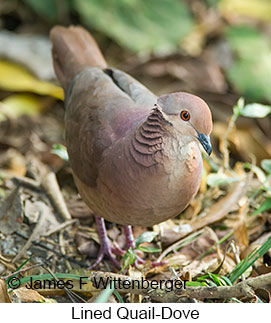 Lined Quail-Dove - © James F Wittenberger and Exotic Birding LLC