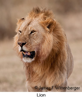 Lion - © James F Wittenberger and Exotic Birding LLC