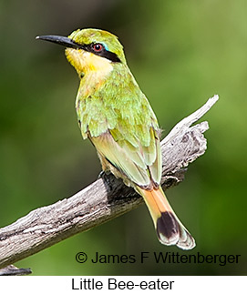 Little Bee-eater - © James F Wittenberger and Exotic Birding LLC