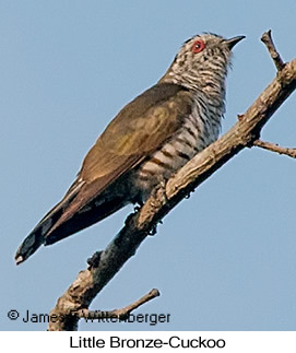 Little Bronze-Cuckoo - © James F Wittenberger and Exotic Birding LLC