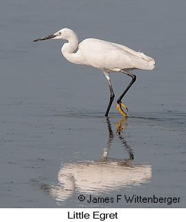 Little Egret - © James F Wittenberger and Exotic Birding LLC