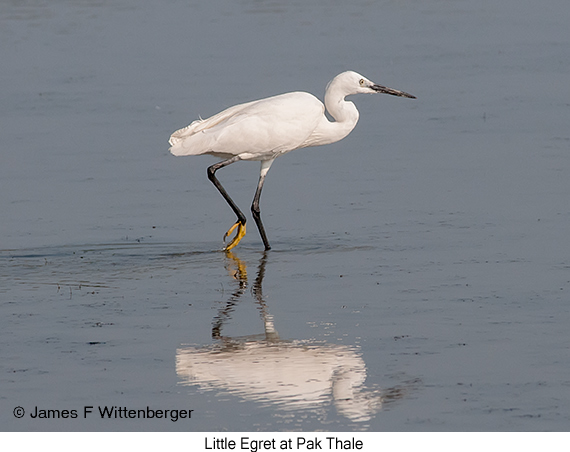 Little Egret - © James F Wittenberger and Exotic Birding LLC