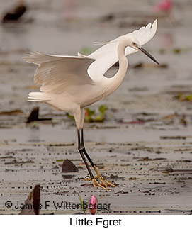 Little Egret - © James F Wittenberger and Exotic Birding LLC