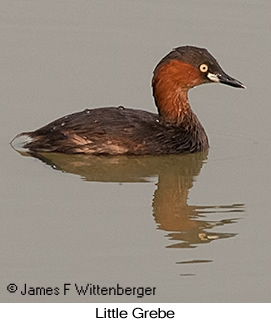 Little Grebe - © James F Wittenberger and Exotic Birding LLC