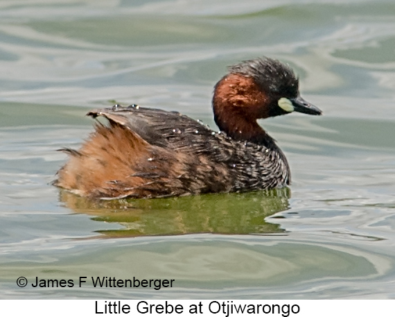 Little Grebe - © James F Wittenberger and Exotic Birding LLC
