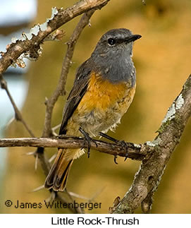 Little Rock-Thrush - © James F Wittenberger and Exotic Birding LLC