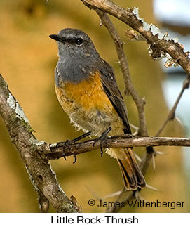 Little Rock-Thrush - © James F Wittenberger and Exotic Birding LLC