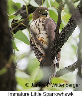 Little Sparrowhawk - © James F Wittenberger and Exotic Birding LLC