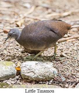 Little Tinamou - © James F Wittenberger and Exotic Birding LLC