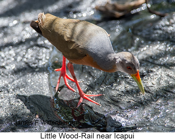 Little Wood-Rail - © James F Wittenberger and Exotic Birding LLC