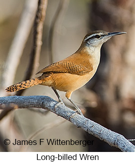Long-billed Wren - © James F Wittenberger and Exotic Birding LLC