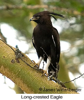 Long-crested Eagle - © James F Wittenberger and Exotic Birding LLC