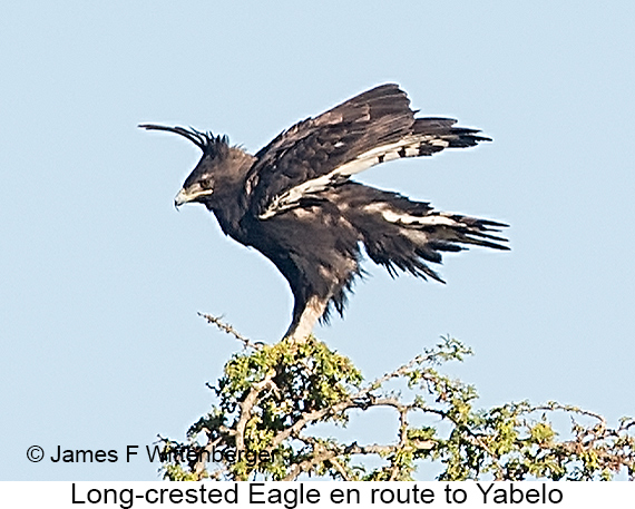 Long-crested Eagle - © James F Wittenberger and Exotic Birding LLC