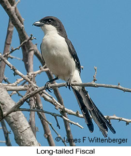 Long-tailed Fiscal - © James F Wittenberger and Exotic Birding LLC