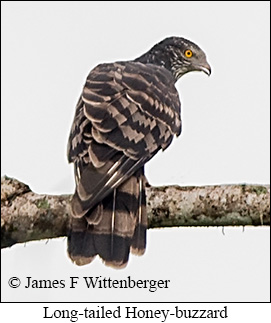 Long-tailed Honey-buzzard - © James F Wittenberger and Exotic Birding LLC