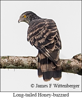 Long-tailed Honey-buzzard - © James F Wittenberger and Exotic Birding LLC