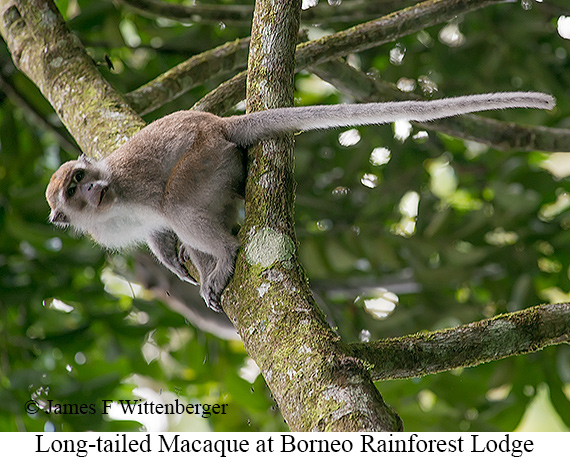 Long-tailed Macaque - © James F Wittenberger and Exotic Birding LLC