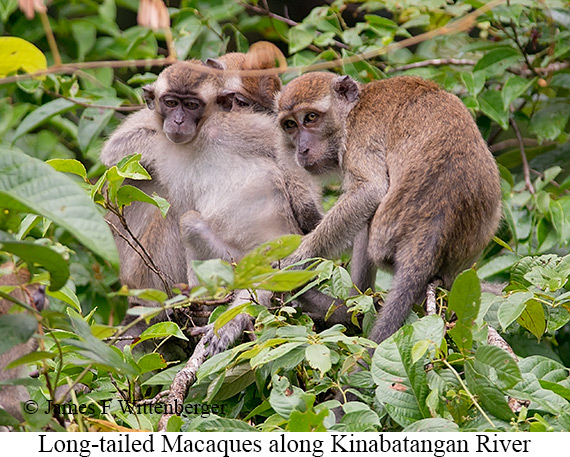 Long-tailed Macaque Female - © James F Wittenberger and Exotic Birding LLC