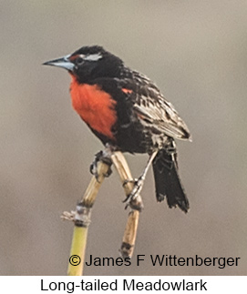 Long-tailed Meadowlark - © James F Wittenberger and Exotic Birding LLC