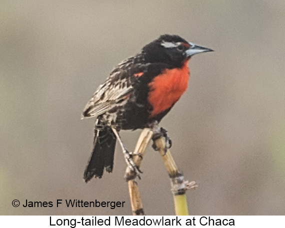 Long-tailed Meadowlark - © James F Wittenberger and Exotic Birding LLC