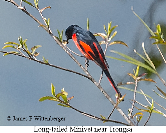 Long-tailed Minivet - © James F Wittenberger and Exotic Birding LLC