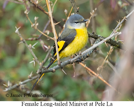 Female Long-tailed Minivet - © James F Wittenberger and Exotic Birding LLC