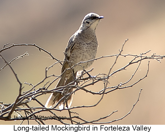 Long-tailed Mockingbird - © James F Wittenberger and Exotic Birding LLC