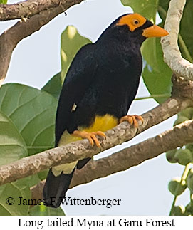 Long-tailed Myna - © James F Wittenberger and Exotic Birding LLC