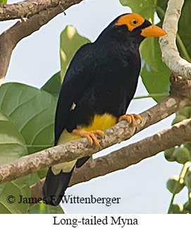 Long-tailed Myna - © James F Wittenberger and Exotic Birding LLC