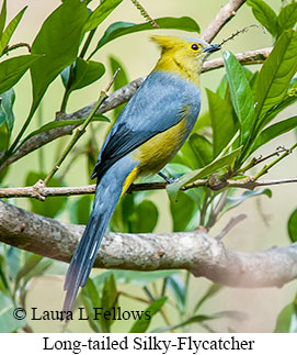 Long-tailed Silky-flycatcher - © Laura L Fellows and Exotic Birding LLC