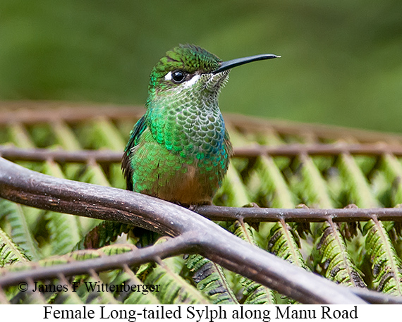 Long-tailed Sylph - © James F Wittenberger and Exotic Birding LLC