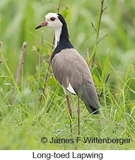 Long-toed Lapwing - © James F Wittenberger and Exotic Birding LLC