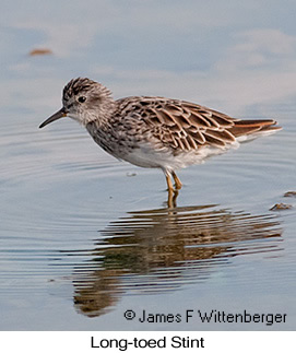 Long-toed Stint - © James F Wittenberger and Exotic Birding LLC