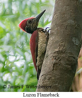 Luzon Flameback - © James F Wittenberger and Exotic Birding LLC