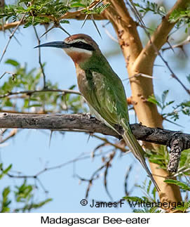 Madagascar Bee-eater - © James F Wittenberger and Exotic Birding LLC