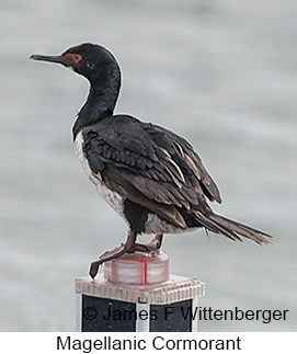 Magellanic Cormorant - © James F Wittenberger and Exotic Birding LLC