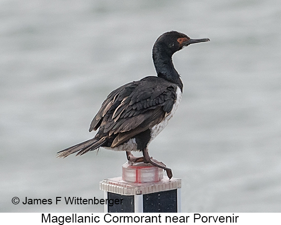 Magellanic Cormorant - © James F Wittenberger and Exotic Birding LLC