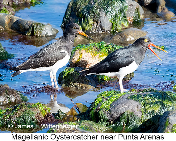 Magellanic Oystercatcher - © James F Wittenberger and Exotic Birding LLC