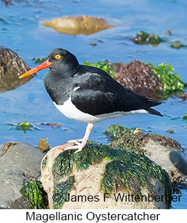 Magellanic Oystercatcher - © James F Wittenberger and Exotic Birding LLC