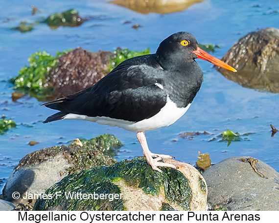 Magellanic Oystercatcher - © James F Wittenberger and Exotic Birding LLC