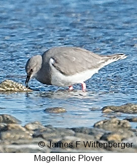 Magellanic Plover - © James F Wittenberger and Exotic Birding LLC