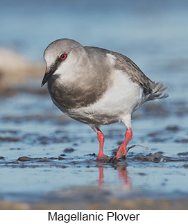 Magellanic Plover - Courtesy Argentina Wildlife Expeditions