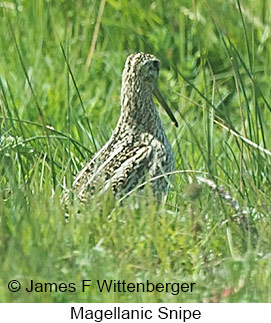 Magellanic Snipe - © James F Wittenberger and Exotic Birding LLC